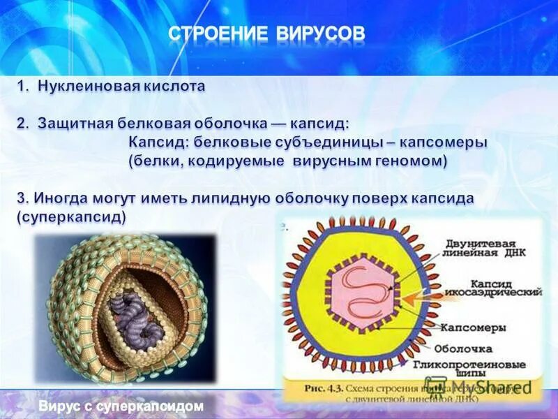 Каковы особенности строения и жизнедеятельности