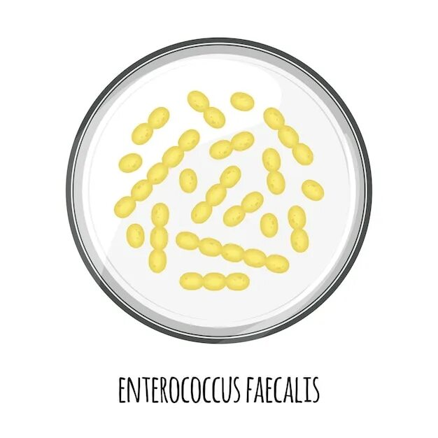 Enterococcus faecalis 10 в 6