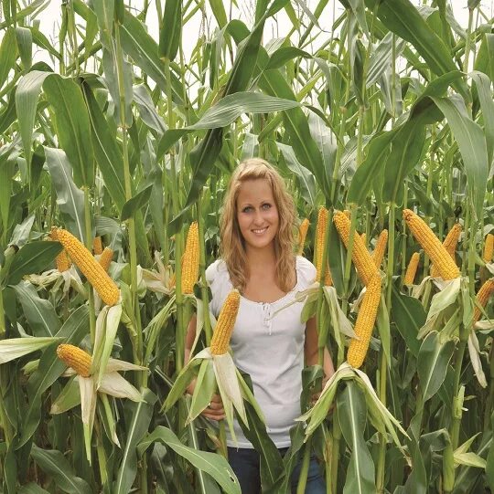 Семена черноземья. Большая кукуруза. Высокая кукуруза. Самая большая кукуруза. Фотосессия в кукурузе.