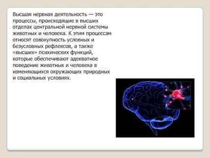 Что лежит в основе работы нервной системы