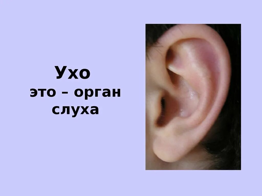 Уши орган слуха. Презентация на тему органы слуха. Рассказы про уши