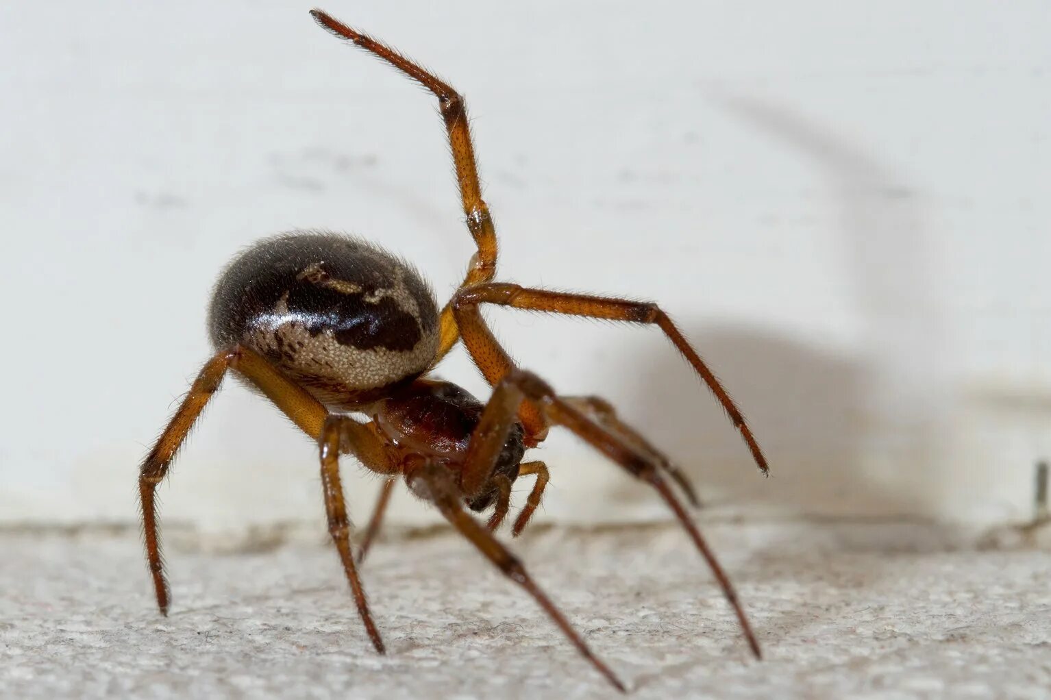 Spider bit