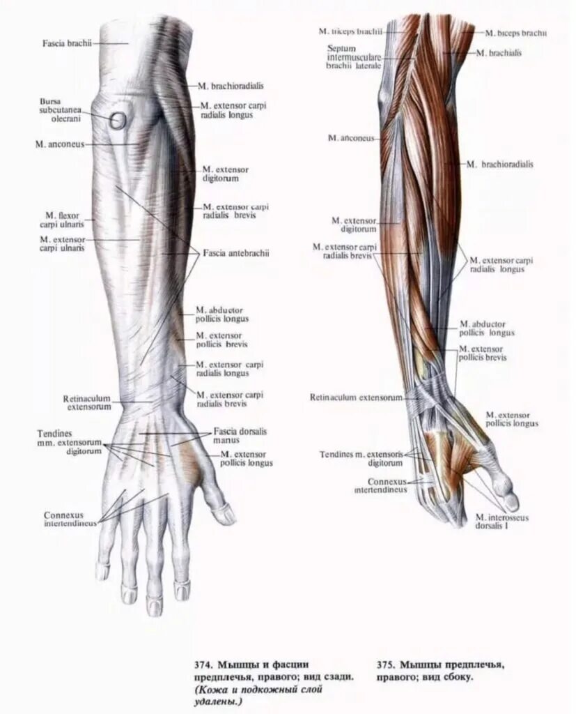 Стороны предплечья. Мышцы предплечья анатомия человека. Мышцы предплечья анатомия сбоку. Мышцы предплечья атлас. Мышцы предплечья анатомия человека Синельников.