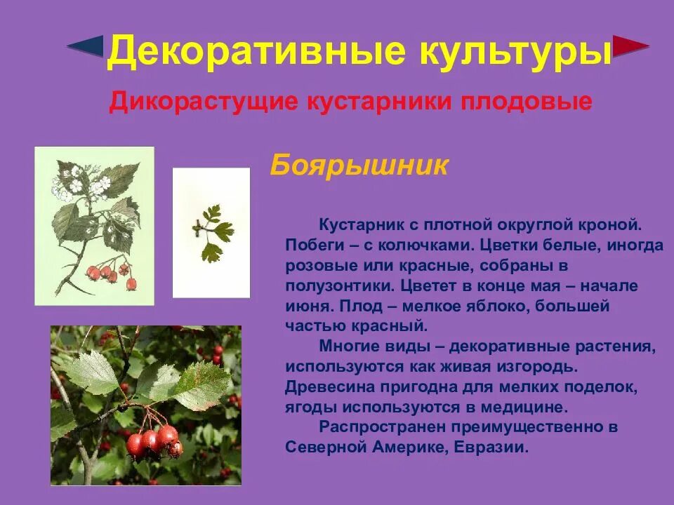 Какой кустарник является культурным. Дикорастущие декоративные растения. кустарники дикорастущие и культурные. дикорастущие растения кустарники. дикорастущие кустарники названия.