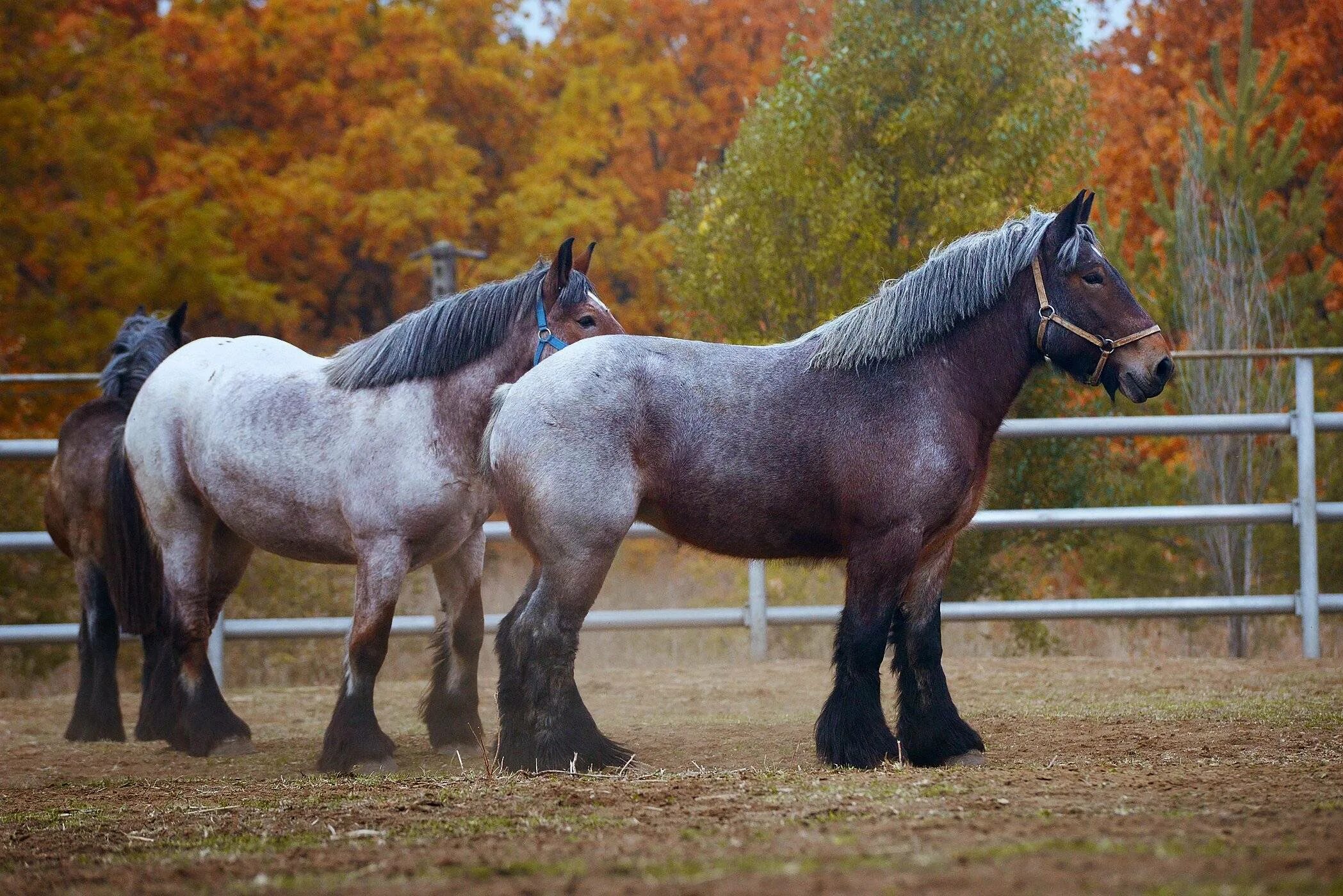 Лошадь тяжеловоз битюг. Бельгийский першерон лошадь тяжеловоз. Тяжеловозные породы лошадей. Тяжеловозные породы лошадей. Лошади породы владимирский тяжеловоз.