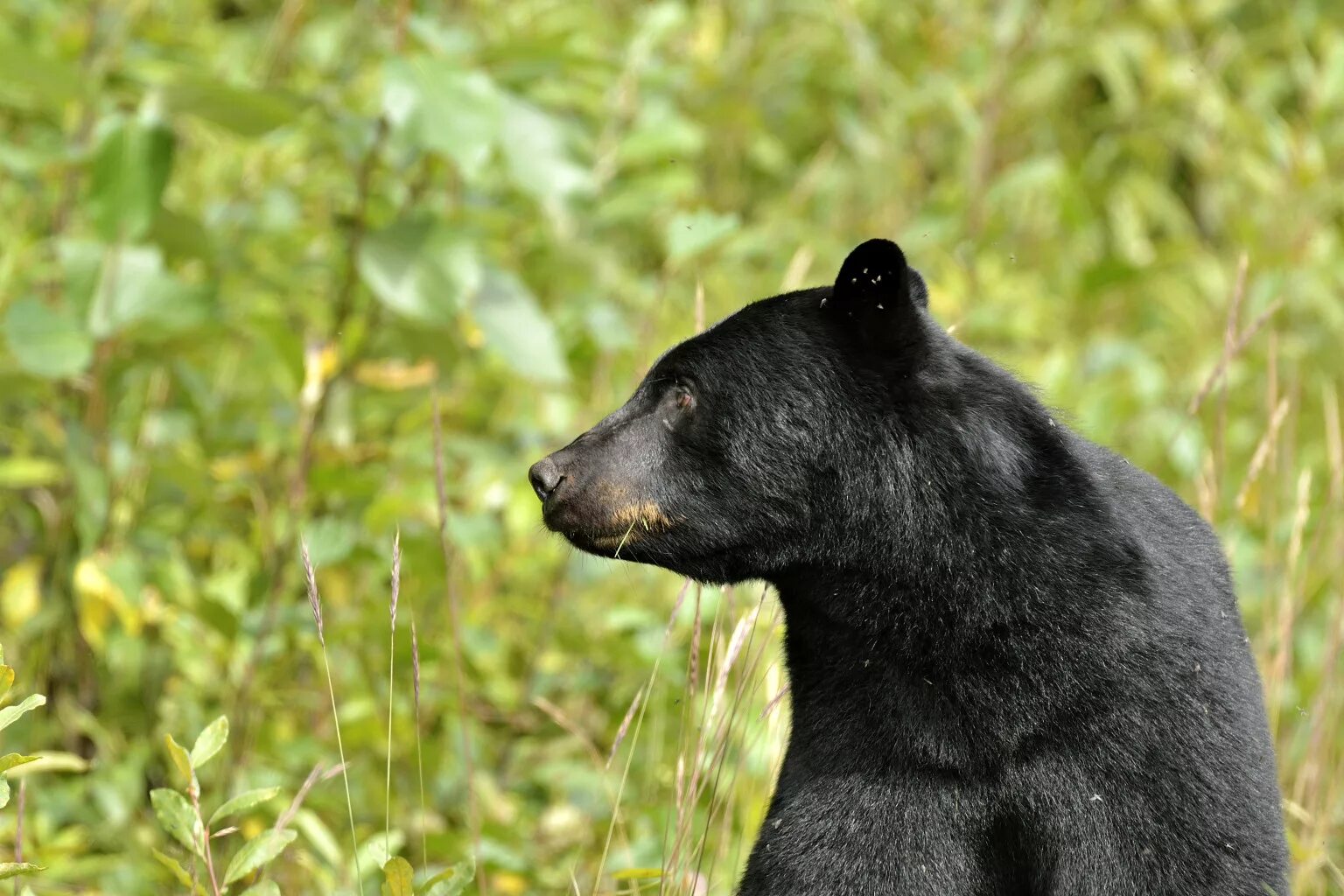 Bear side