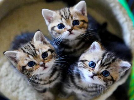 3 котенка есть