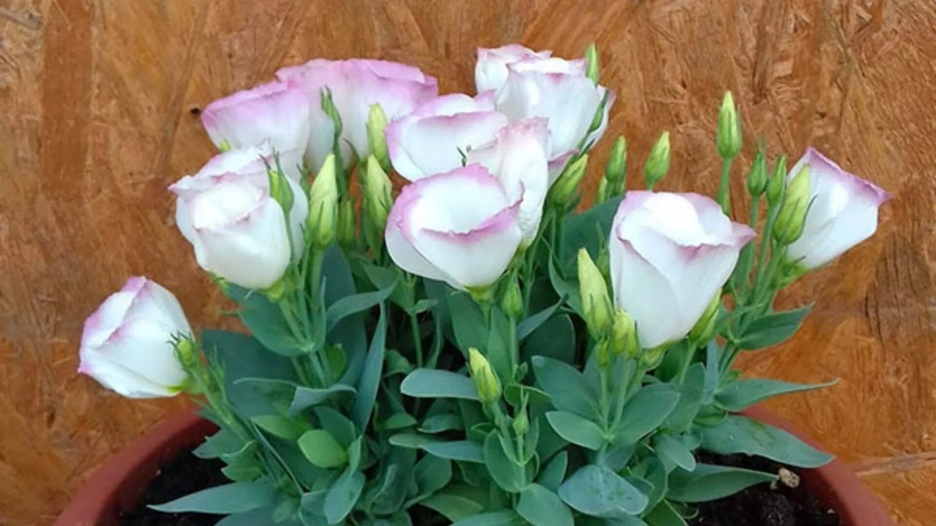 Эустома садовая. Эустома однолетник. Эустома садовая. Эустома цветок как ухаживать. Эустома кармен блю рим.