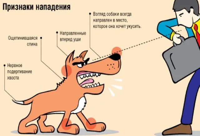 Сообщение о нападении. Правила поведения с собаками. Правилатповеденияс бездомными животными. Поведение с бездомными собаками.