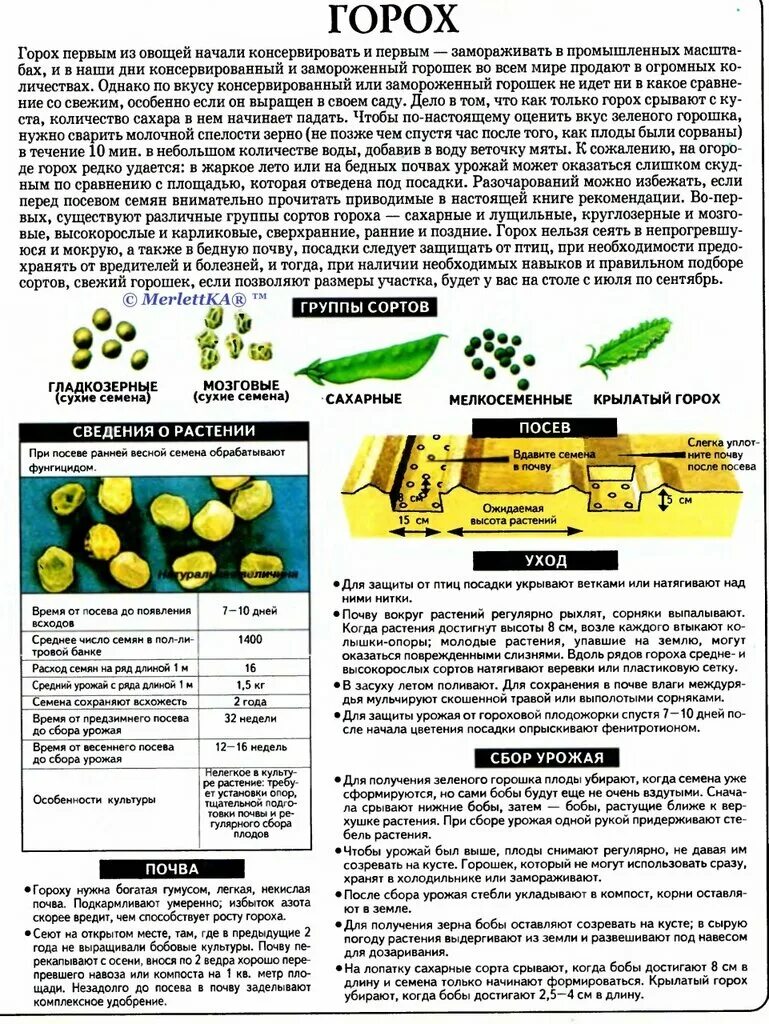 Горох высокорослый сорта. Схема посева семян гороха. Сроки посева гороха позднего. Крылатый горох. Грунт для гороха