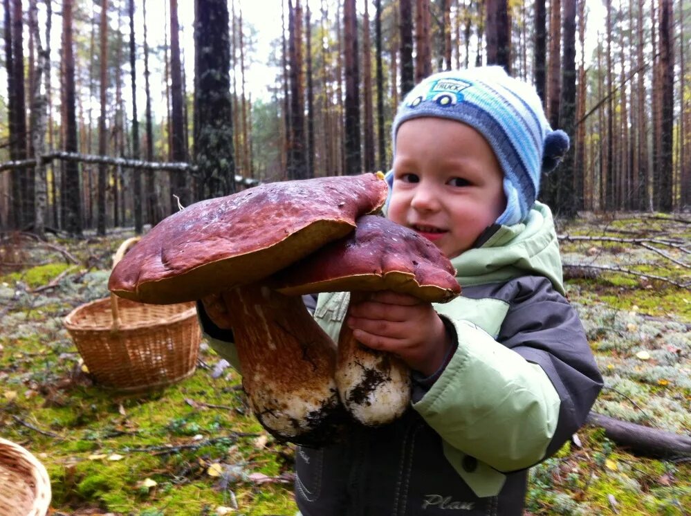 николай грибов. рассказ где растут грибы. тихая охота ребенок с грибами. гриб мечта грибника. где здесь грибы.