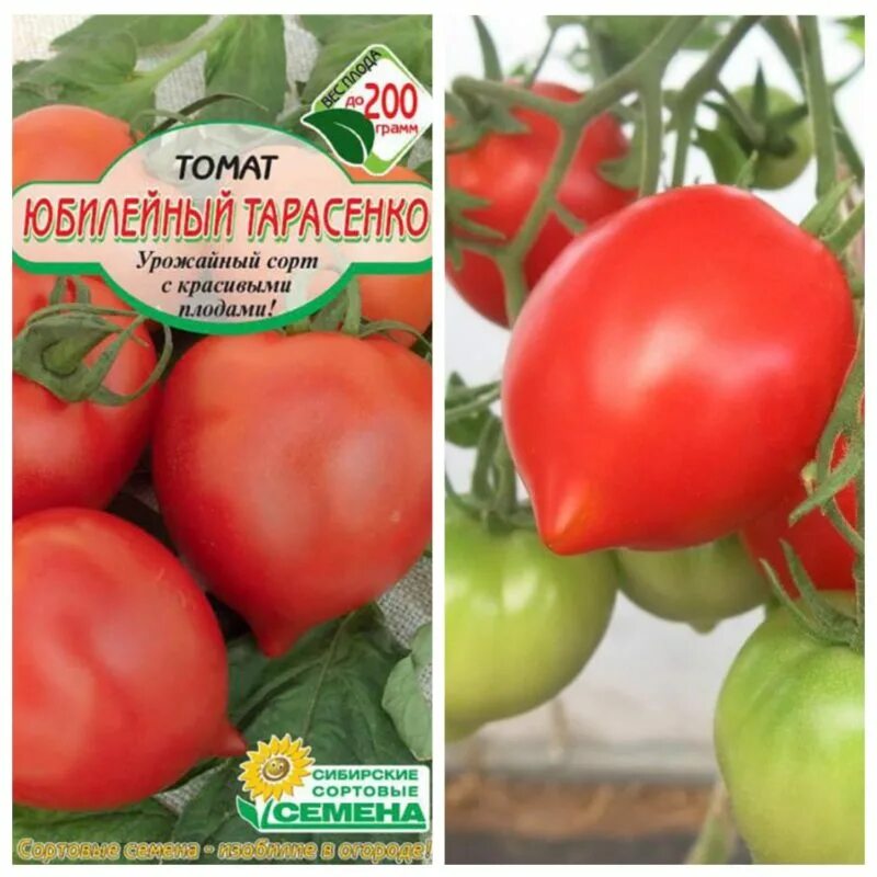 1г (аэлита). Томат юбилейный тарасенко характеристика. Томат юбилейный тарасенко 20шт аэлита. Томат юбилейный тарасенко аэлита. Томат юбилейный тарасенко 0,1г нк.
