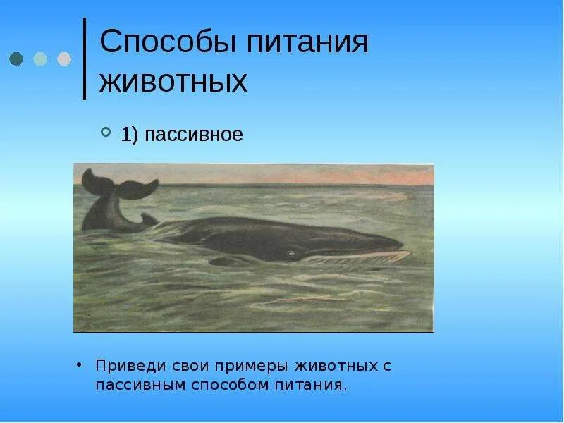 СИСТЕМАТИЧЕСКИЕ ГРУППЫ НАСЕКОМЫХ - фотографии