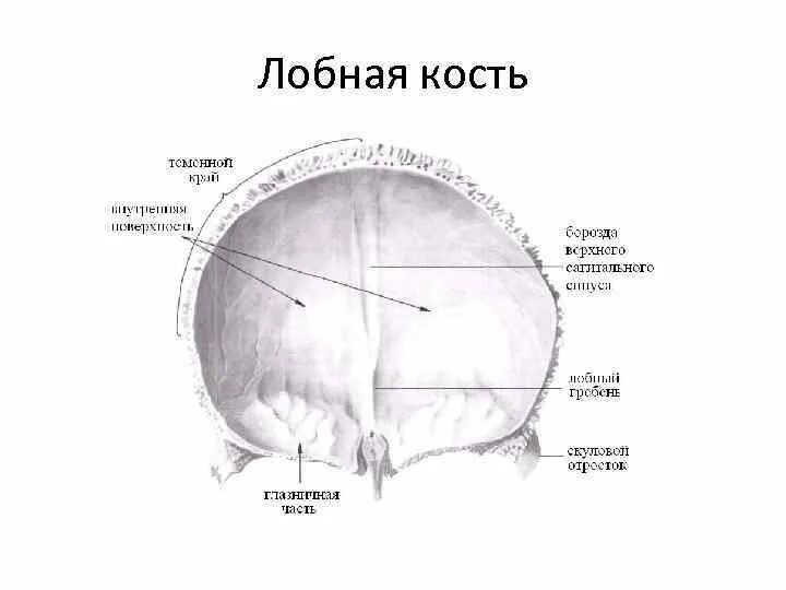 Строение лобной кости черепа. Лобная кость анатомия строение. Лобная кость внутренняя поверхность. Анатомические образования лобной кости.