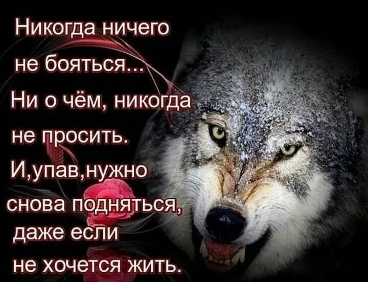 Снова надо жить. Цитаты про Волков и людей. Высказывания о волках. Статусы про Волков. Цитаты Волков.