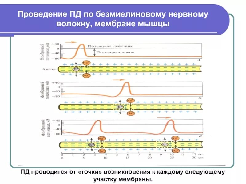 Проведение нервного импульса в миелинизированном волокне. Схема потенциала действия нервного волокна. проведение пд по безмиелиновому волокну. проведение потенциала действия по нервным волокнам. распространение пд по нервному волокну.