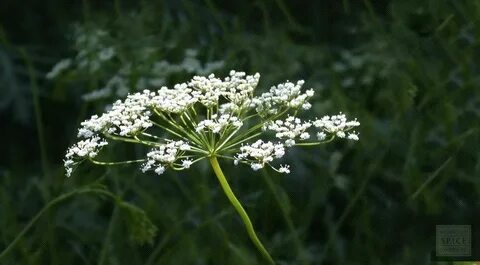 Какое именно растение