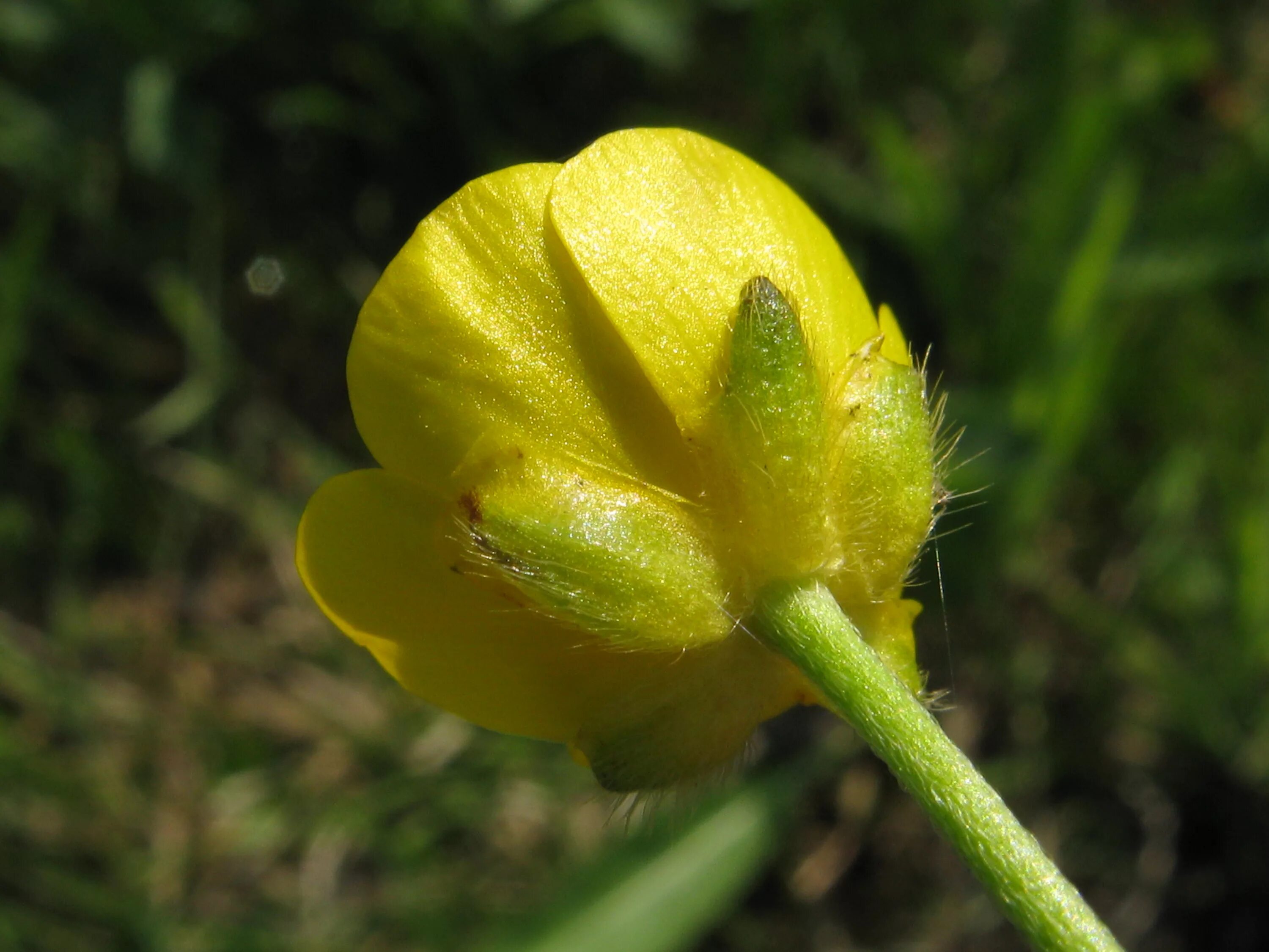 Лютик едкий. Ranunculus Acris Лютик едкий. Лютик Луговой. Лютик едкий (Ranúnculus Ácris.