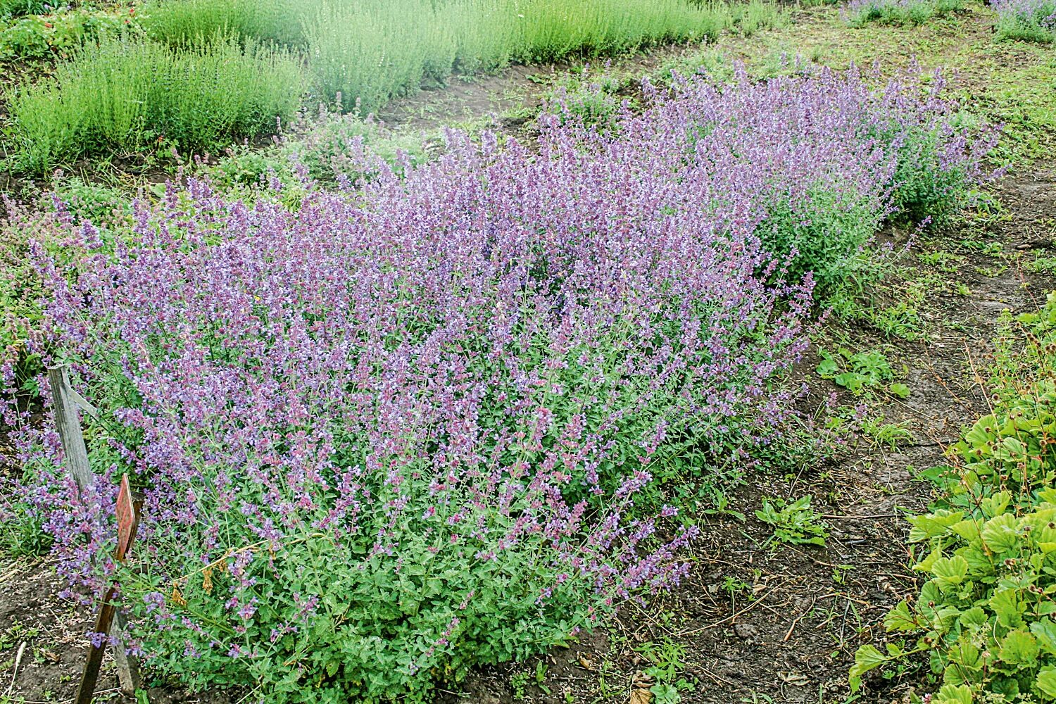 Котовник фассена хиллс гиант. Котовник фассена (nepeta faassenii `six hills`). Котовник фассена. Котовник фассена six hills. Котовник фассена (nepeta faassenii `six hills giant`).