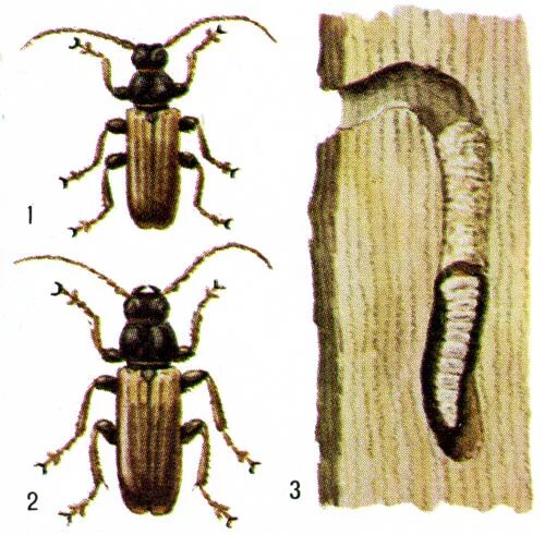 Личинка жука короеда ротовой аппарат. Жук короед усач. Жук усач еловый. Жук усач Сосновый.