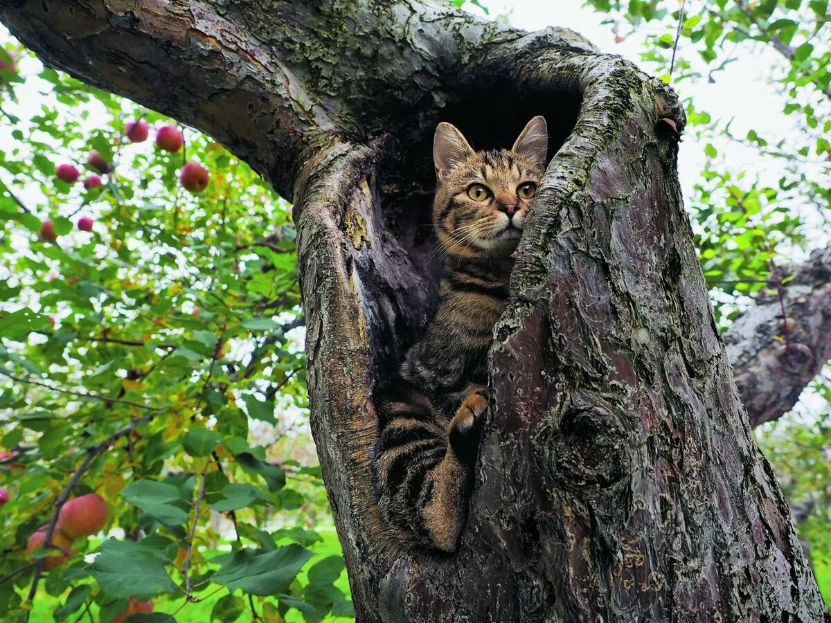 Можно котам орехи. Котенок на дереве. Коты на деревьях. Кошка в дупле. Кот сидит на дереве.