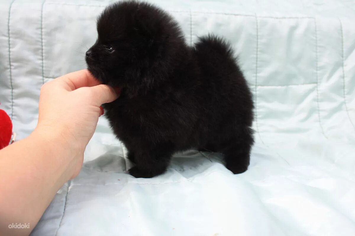 шпиц померанский карликовый черный. шпиц померанец черный. померанский шпиц мини черный. мини шпиц черный. мини шпиц черный.