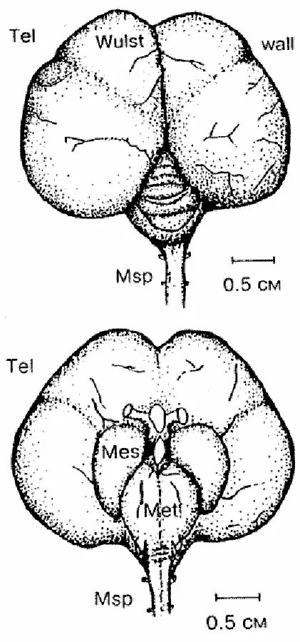 Развитый мозжечок у птиц. Головной мозг птицы вид сверху. Головной мозг вороны. Строение мозга вороны. Мозжечок у птиц.