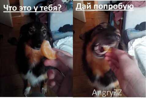 Мандарины собакам