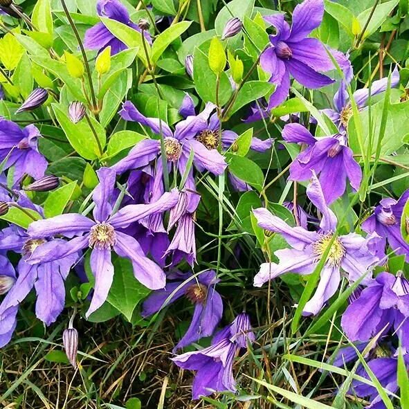 Клематис цельнолистный 'Sizaia Ptitsa' ЗКС, контейнер купить, отзывы, фото, дост