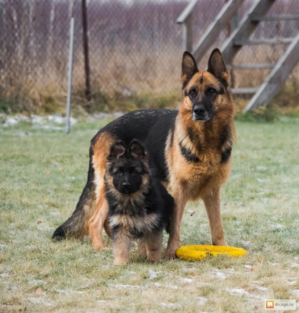 питомники немецкие овчарки москва и область