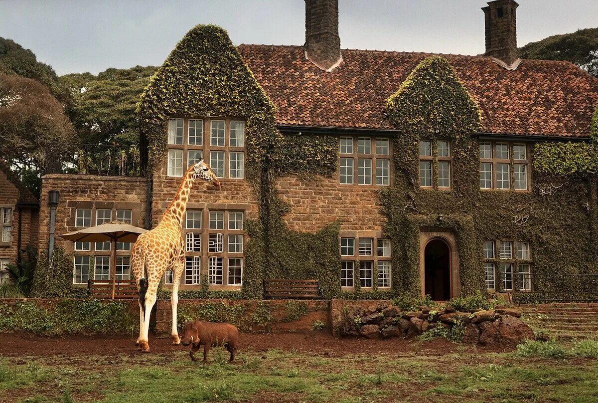 Жираф манор. Giraffe manor найроби. Жираф манор. Жираф манор. Giraffe manor (усадьба жирафов), кения.