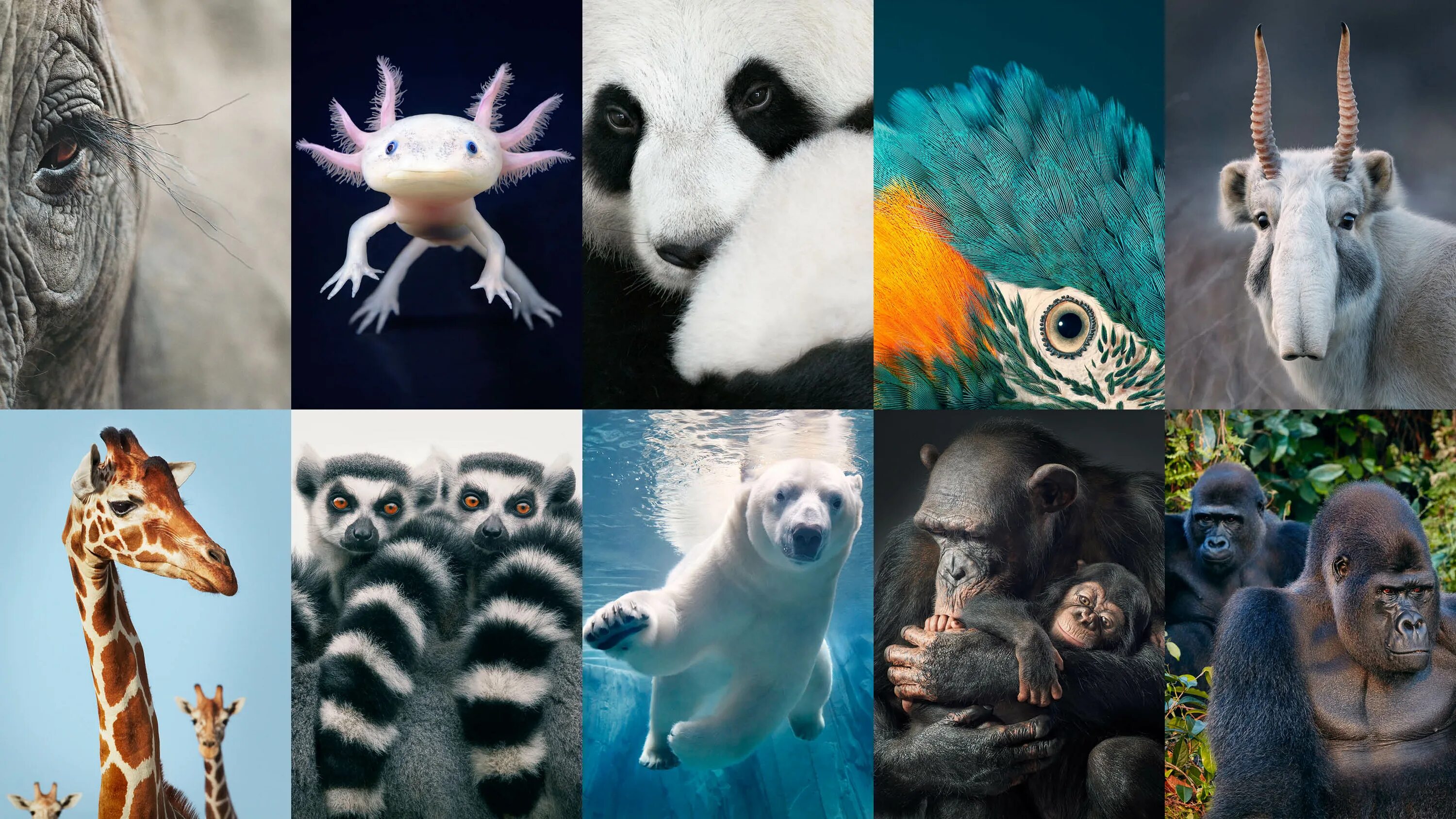 Release reduce adopt reusable endangered species. Животные коллаж. Вымирающие животные коллаж. Животные на грани вымирания. Несколько животных.