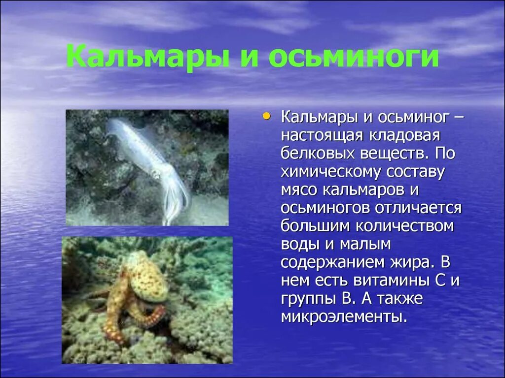 Кальмар и осьминог отличие. Кальмар и осьминог разница. дары моря 4 класс презентация. отличие кальмара от осьминога. география презентация дары моря.