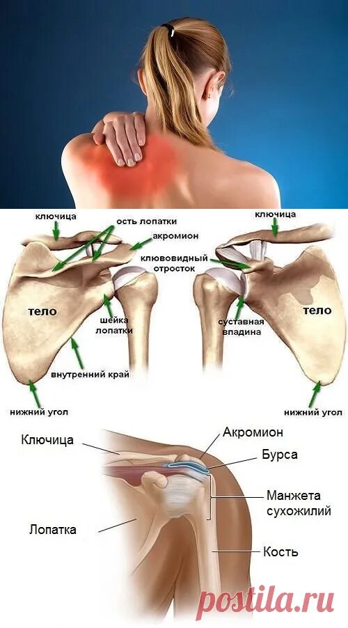 Отведение в плечевом суставе. Боль в плечевом суставе при отведении. Болит плечо при отведении руки. Сильно болят плечи причина