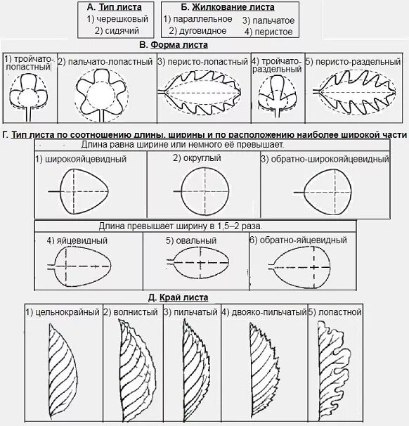 Форма листа типы. Формы листовых пластинок, края,жилкование. Типы жилкования листовой пластинки. Формы листьев,жилкование.Тип листьев. Форма листьев, край листа, жилкование.