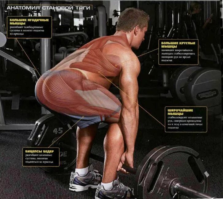 Тяга какие мышцы работают. Мышцы задействованные в становой тяге. Тяга сумо анатомия. Становая тяга анатомия упражнений. Становая тяга биомеханика.