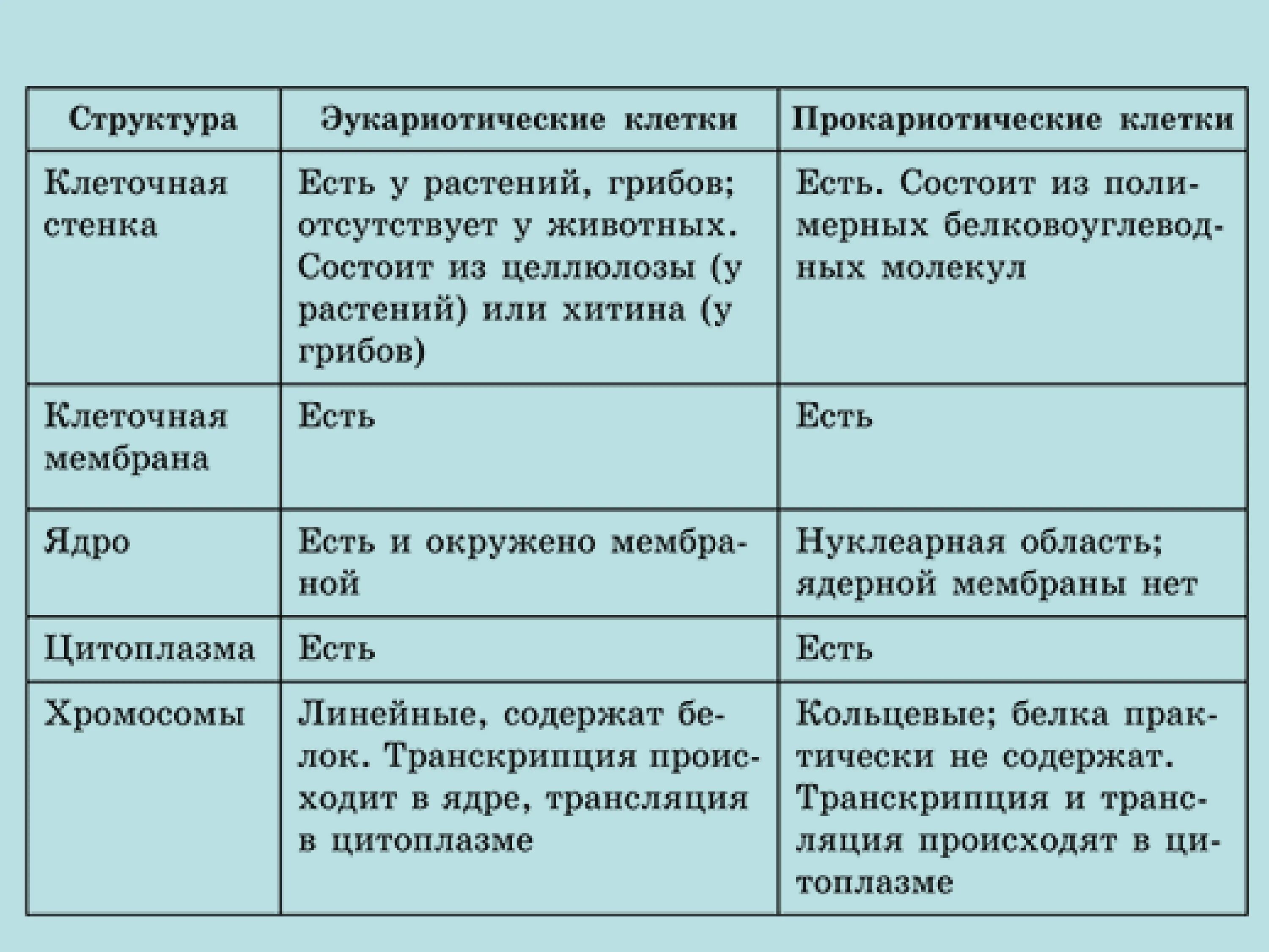 Строение каких организмов эукариотической клетки доказывает. Строение и характеристика эукариотической клетки. Особенности строения эукариотической клетки. Строение эукариотической клетки таблица строение. Строение эукариотической клетки таблица клеточная стенка.