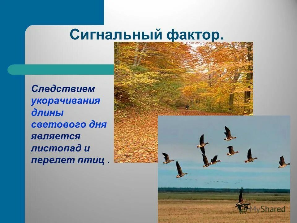 Стихи про осень и птиц. Осенний клин перелетных птиц. Листопад это явление какой природы. Сигналом к осеннему перелету птиц. Перелеты птиц биология.