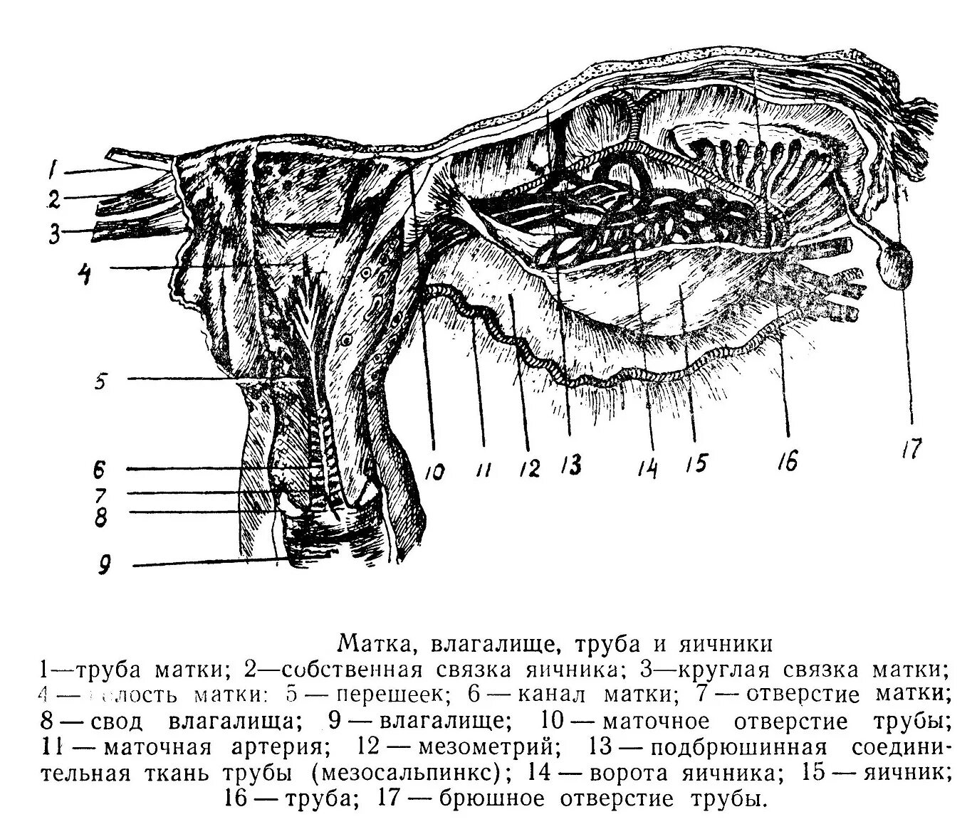 Матка анатомия строение связки. Связочный аппарат матки анатомия. Топография матки связки матки. Топография широкой связки матки. Влагалищные своды