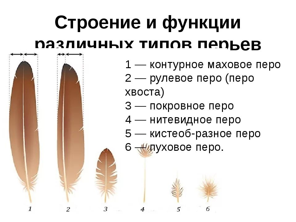 Сравнение контурного и пухового пера размеры. Типы перьев птиц биология 7 класс. Строение пера птицы 7 класс биология. Строение перьев птицы биология 7 класс. Покровное перо птицы строение.