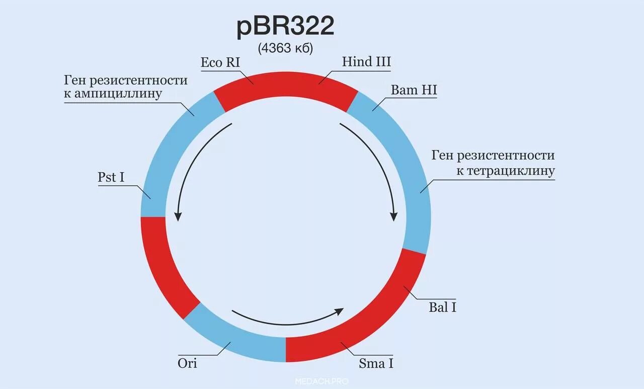 Векторы плазмиды. Плазмида pbr322. Плазмидный вектор pbr322. Схема строения плазмиды pbr322. Строение плазмидного вектора.