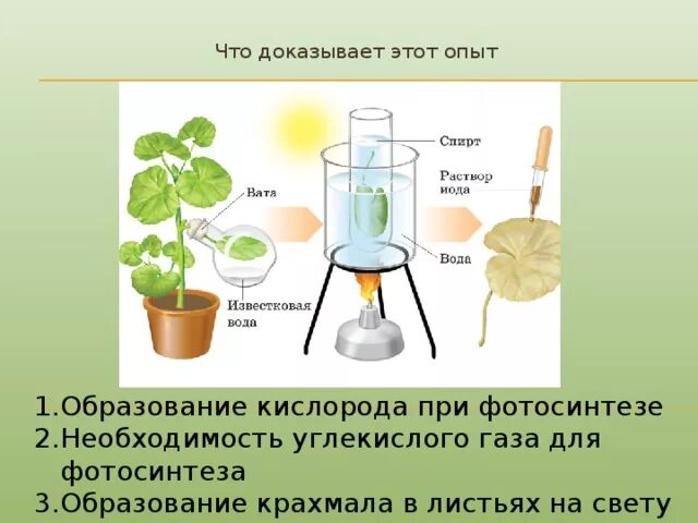 Из воздуха лист получает. Опыты по фотосинтезу. Опыт образование крахмала в листьях. Опыты доказывающие фотосинтез. Опыты с растениями.