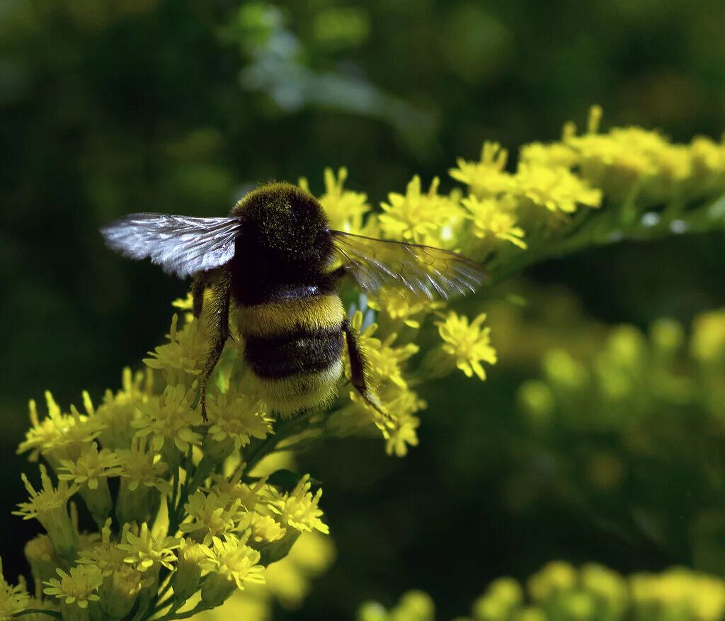 душистый хмель. лохматый шмель шмель. мохнатый шмель. шмель моховой – bombus muscorum (fabricius, 1775) (4 категория). пушистый шмель на душистый хмель.