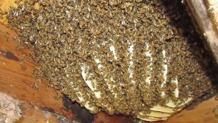 10 Самых Кишащих Насекомыми Домов Которые Вы Должны Увидеть