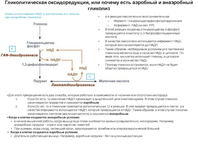 Окислительно восстановительные ферменты. Глицеральдегидфосфатдегидрогеназа кофермент. Гликолитическая оксидоредукция. Глицеральдегидфосфатдегидрогеназа гликолиз. Реакция гликолитической оксидоредукции.