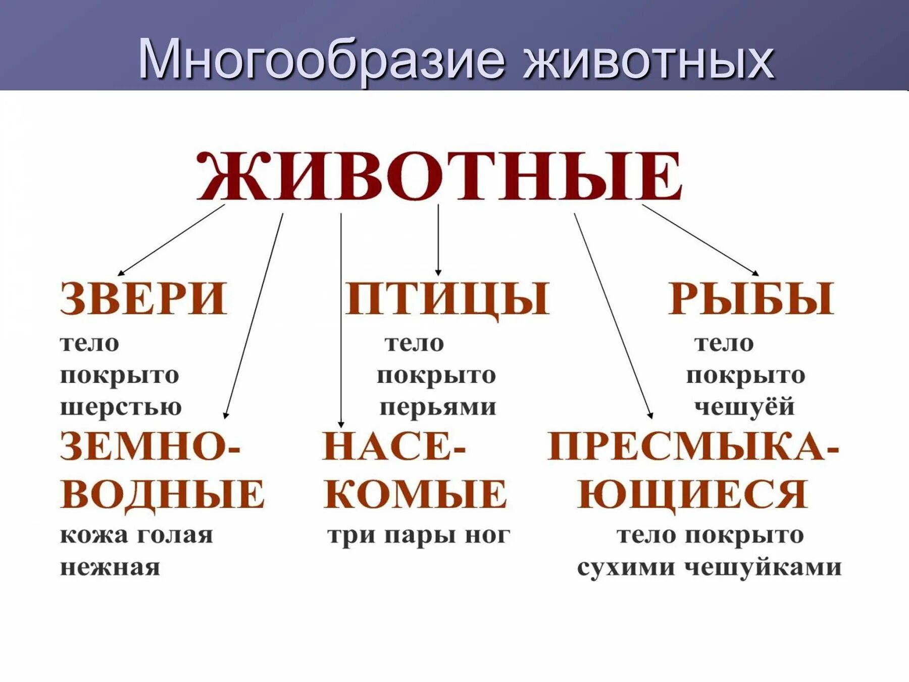 Сообщение многообразие животных. Многообразие животных. Разнообразие животных схема. Многообразие животных 2 класс. Разнообразие животных таблица.