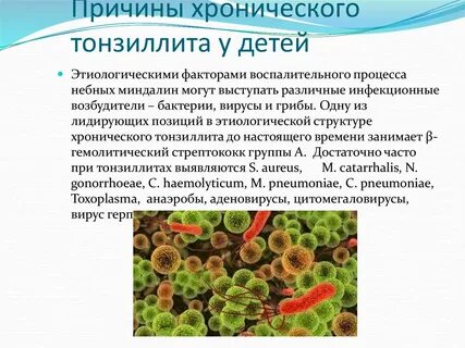 Возбудители бактерии грибы