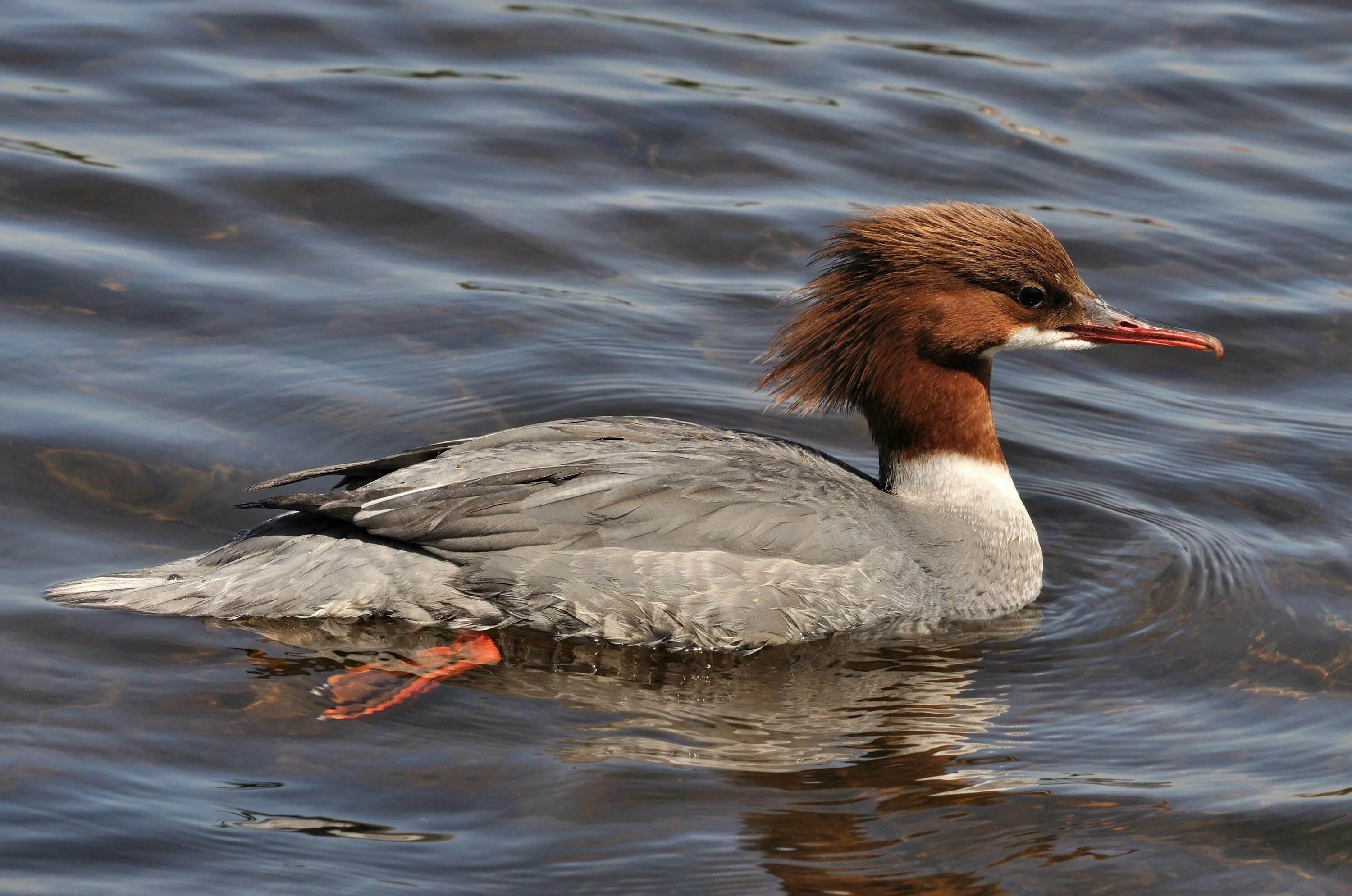 Нырок крохаль. Нырок чомга. Большой крохаль Mergus Merganser. Крохаль утка. Крохаль птица