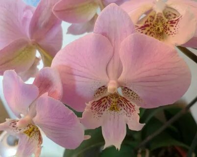 Сапорита Орхидея.