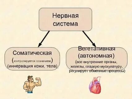 Соматическая и вегетативная работа сердца